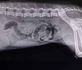 Pet-Radiology